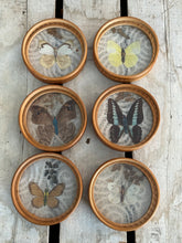 Load image into Gallery viewer, Preserved Butterfly Coasters w/Caddy
