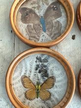 Load image into Gallery viewer, Preserved Butterfly Coasters w/Caddy
