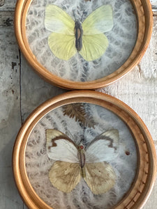 Preserved Butterfly Coasters w/Caddy