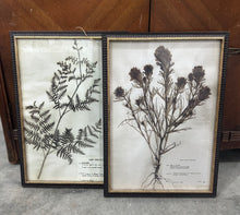 Load image into Gallery viewer, Pressed Flowers - PRINTED, not real
