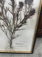 Load image into Gallery viewer, Pressed Flowers - PRINTED, not real
