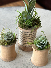 Load image into Gallery viewer, Mini Succulents 1
