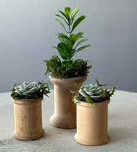 Load image into Gallery viewer, vintage succulent home decor spring 
