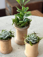 Load image into Gallery viewer, Mini Succulents 2
