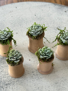 Mini Succulents 3