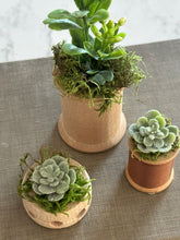 Load image into Gallery viewer, Mini Succulents 4
