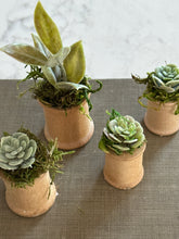 Load image into Gallery viewer, Mini Succulents 5
