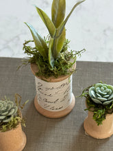 Load image into Gallery viewer, Mini Succulents 6
