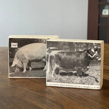 Load image into Gallery viewer, Farm Animal Block: Polled Shorthorn
