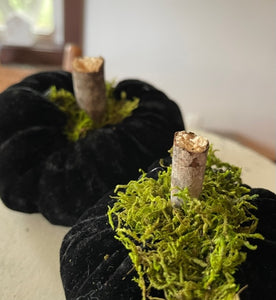 Pumpkins 18 (VELVET)