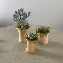 Load image into Gallery viewer, Mini Succulents 1

