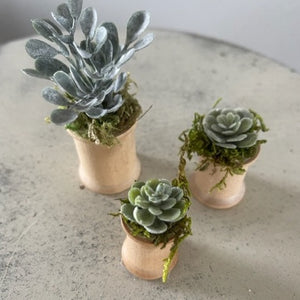 Mini Succulents 1