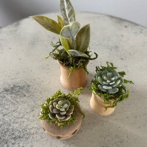 Mini Succulents 2