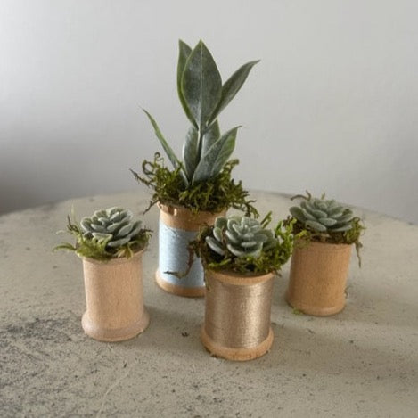 Mini Succulents 3