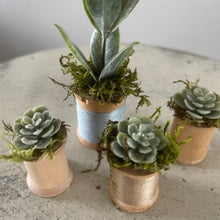 Load image into Gallery viewer, Mini Succulents 3
