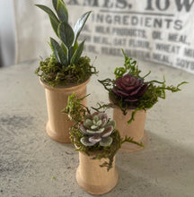 Load image into Gallery viewer, Mini Succulents 4
