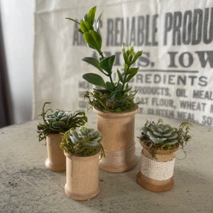 Mini Succulents 5