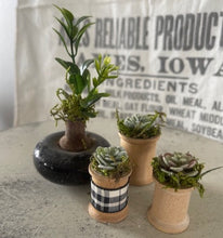 Load image into Gallery viewer, Mini Succulents 7
