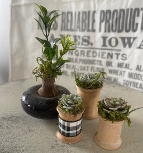 Mini Succulents 7