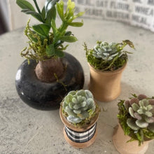 Load image into Gallery viewer, Mini Succulents 7
