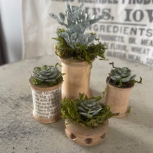 Load image into Gallery viewer, Mini Succulents 9
