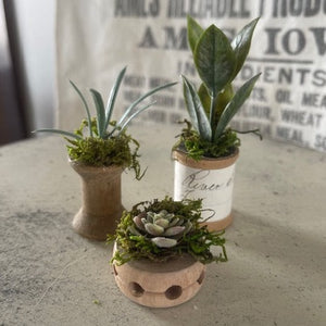 Mini Succulents 10