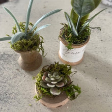 Load image into Gallery viewer, Mini Succulents 10
