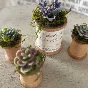 Mini Succulents 12