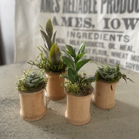 Mini Succulents 13