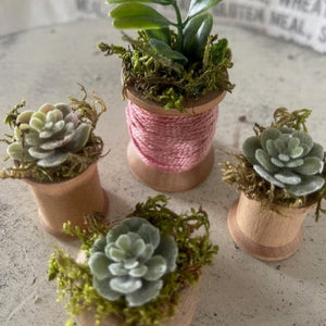 Mini Succulents 14