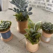 Load image into Gallery viewer, Mini Succulents 15
